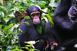 3 Days Chimpanzee Trekking Safaris kibale national park